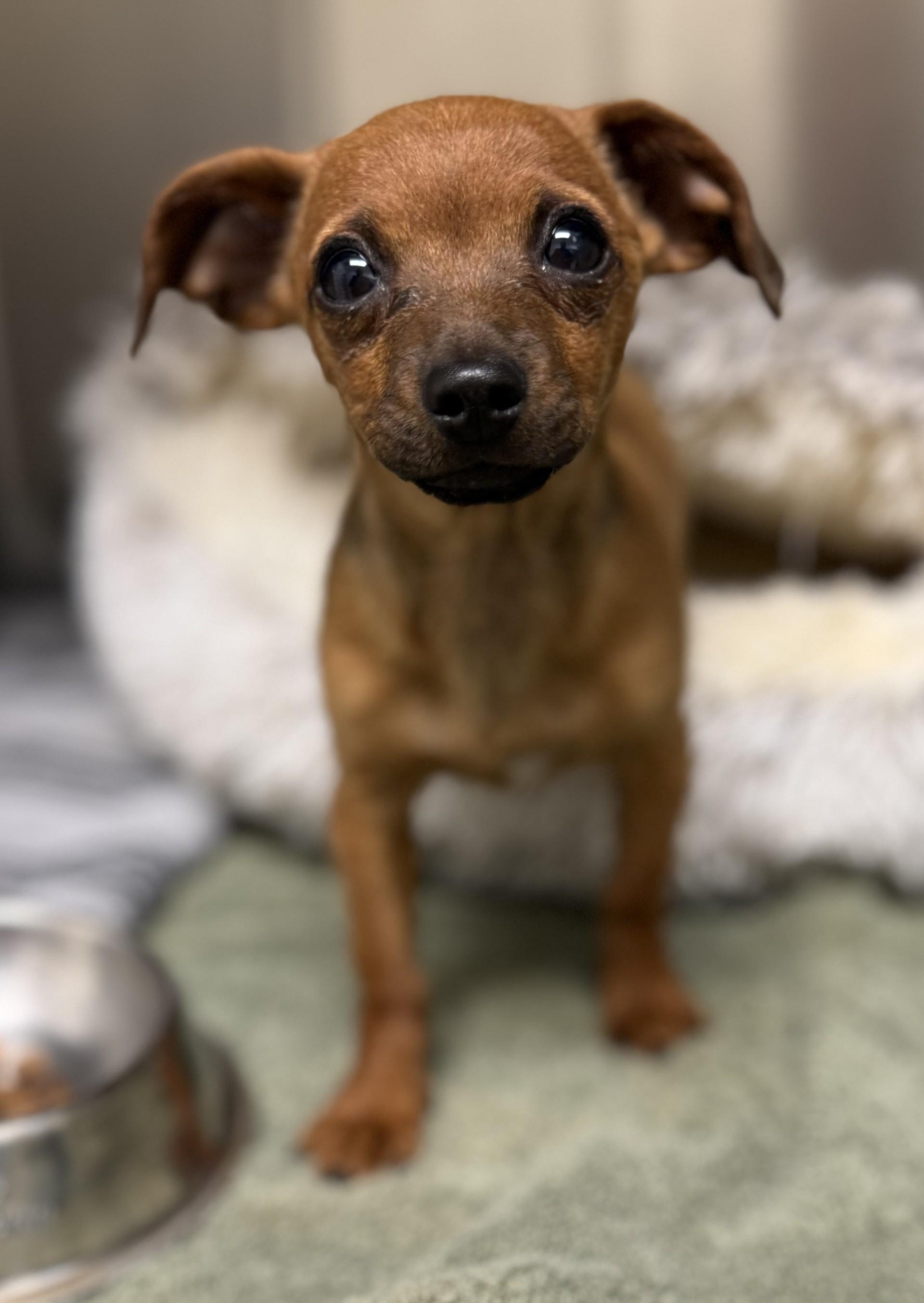 Penny Rose, an adopted mixed breed in Los Alamitos, CA image 5/6