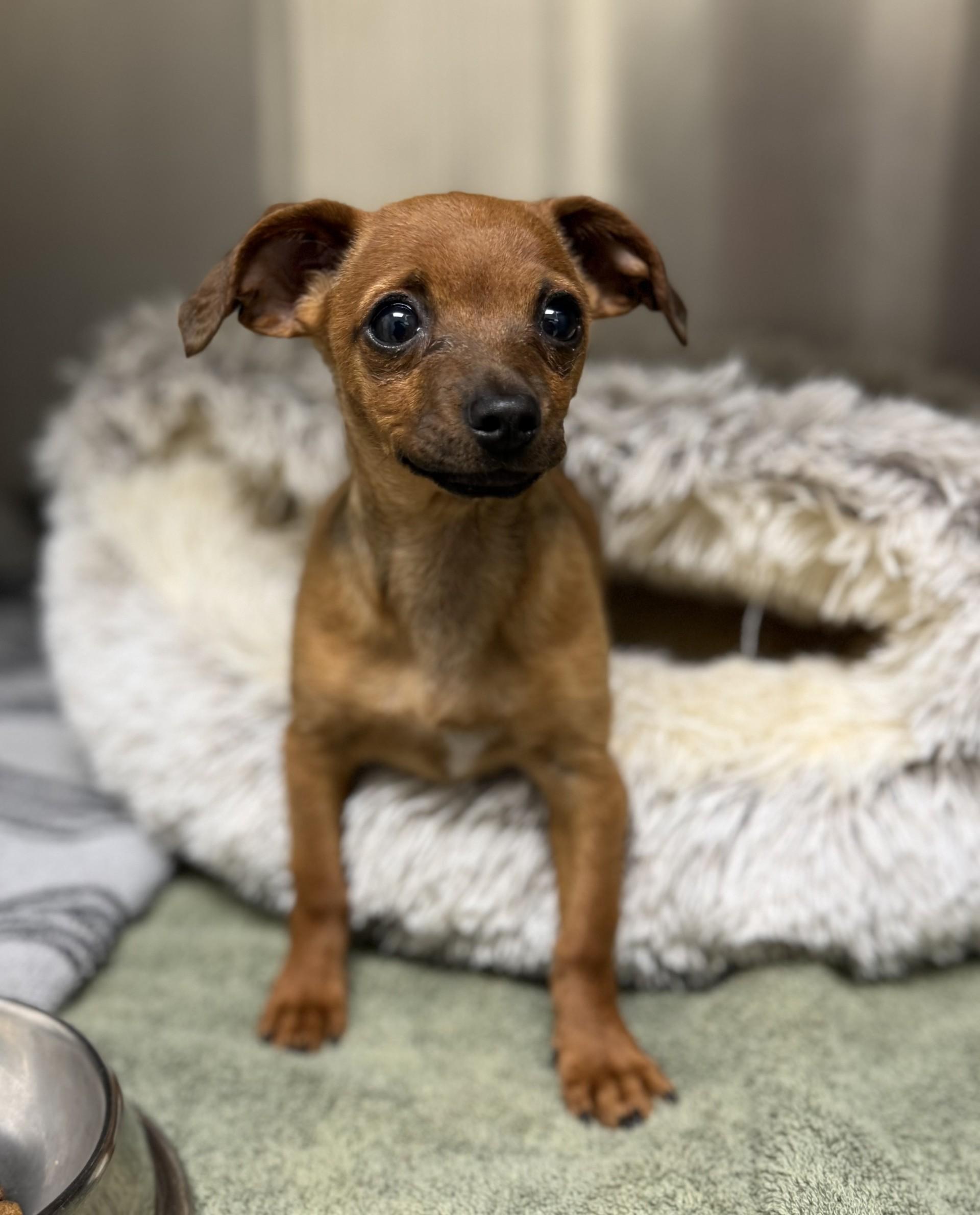 Penny Rose, an adopted mixed breed in Los Alamitos, CA image 2/6