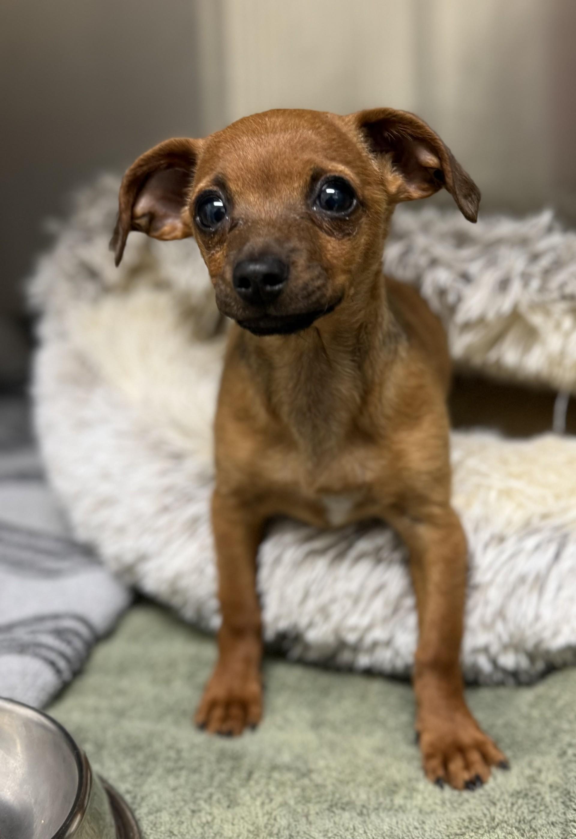Penny Rose, an adopted mixed breed in Los Alamitos, CA image 4/6