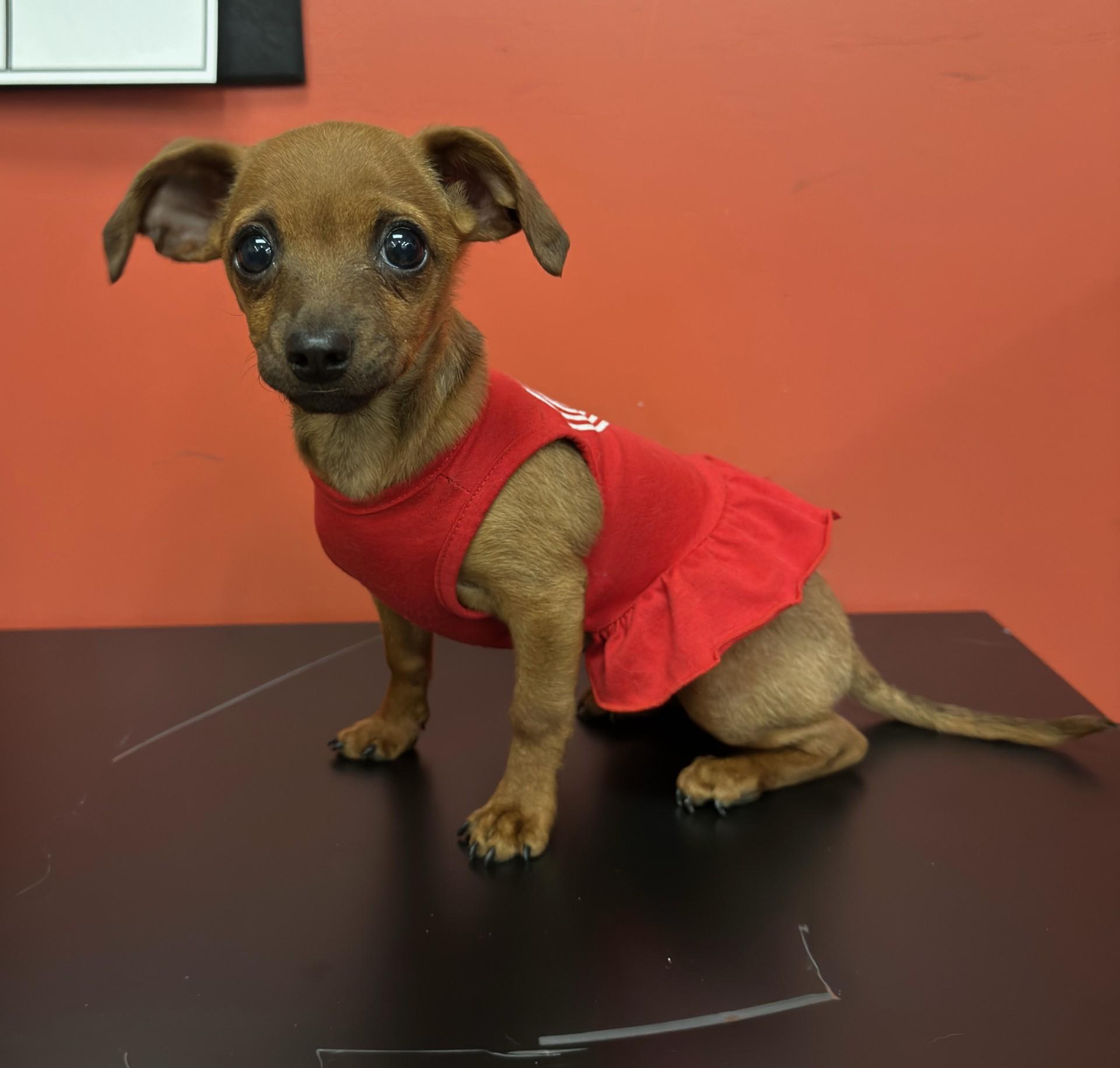 Penny Rose, adopted, Puppy Female Chihuahua & Dachshund.