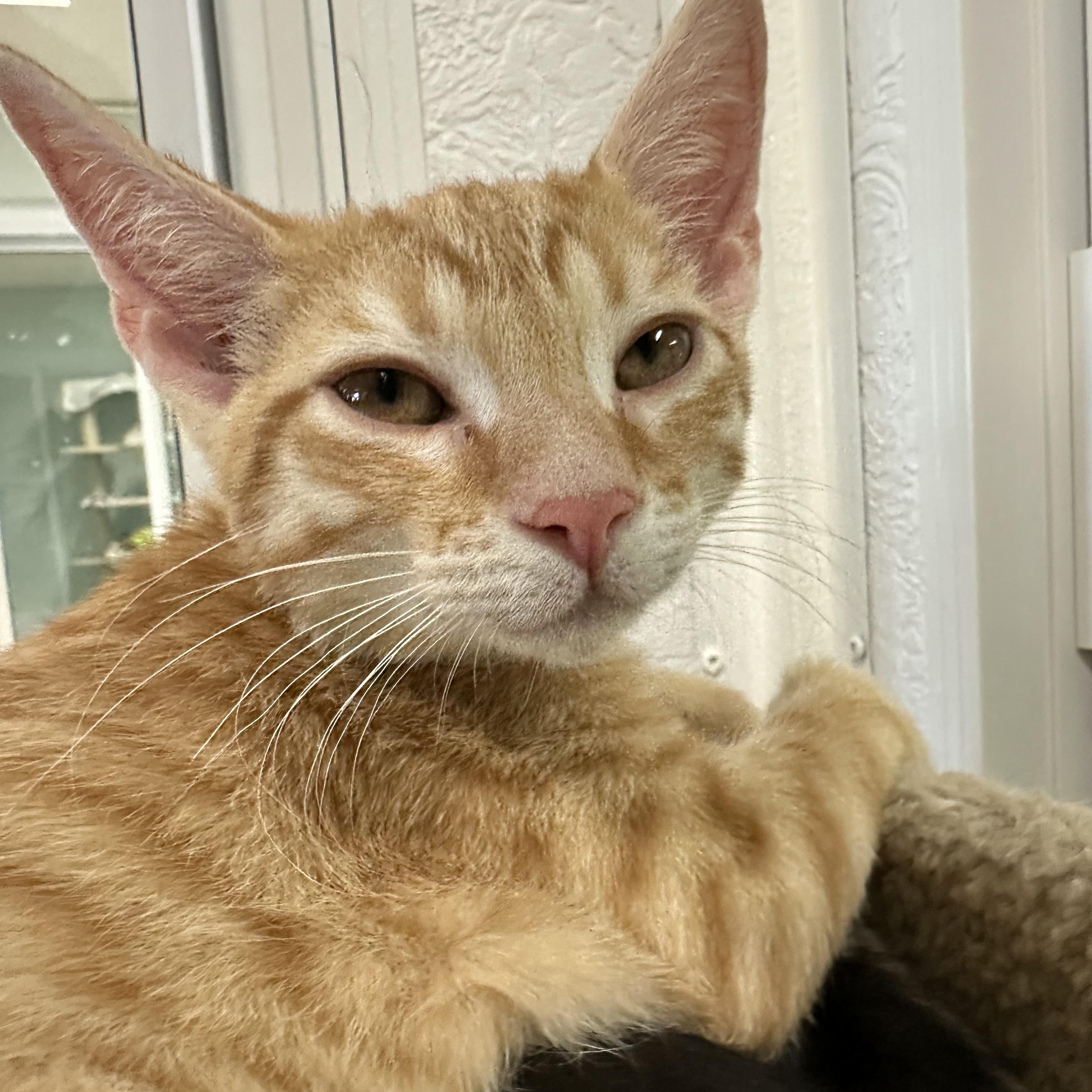 Enlarge Rocket, a ADOPTABLE Domestic Short Hair in New Port Richey, FL image 1/1