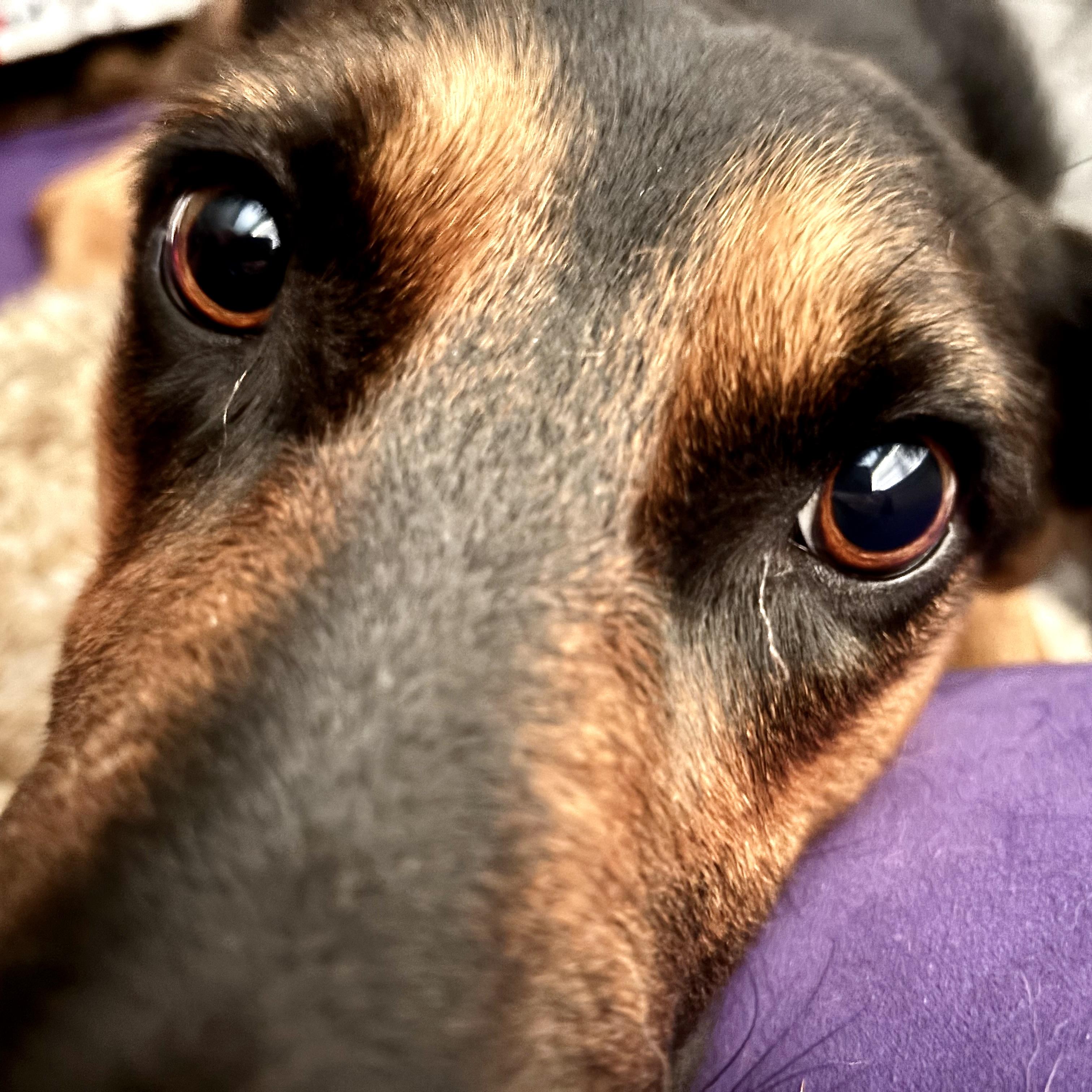 Ladybug, Adoptable, Young Female Catahoula Leopard Dog & German Shepherd Dog.