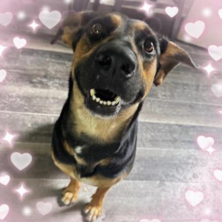 Enlarge Ladybug, a Adoptable mixed breed in NASHUA, NH image 6/6
