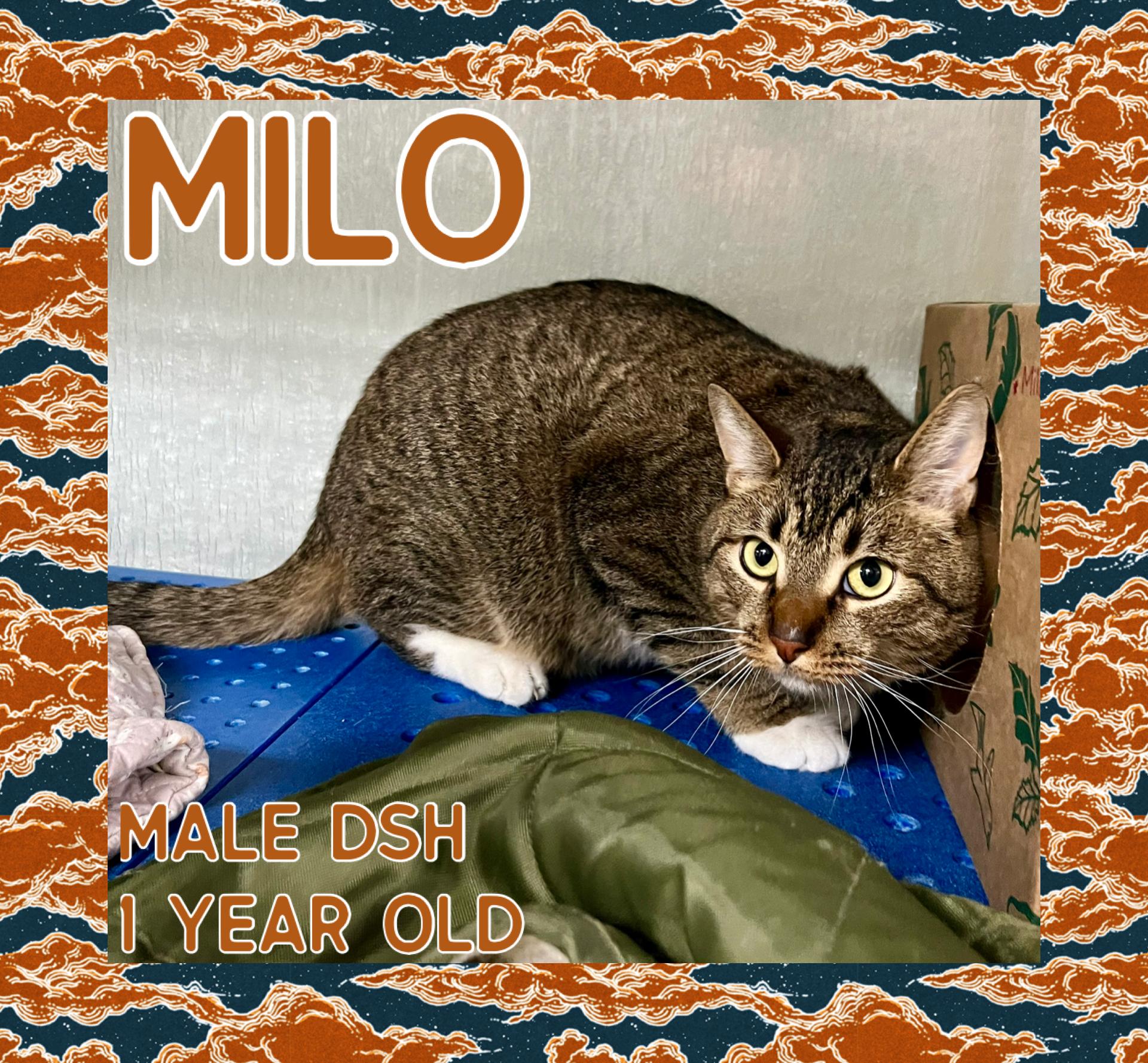 Milo, Adoptable, Adult Male Domestic Short Hair.