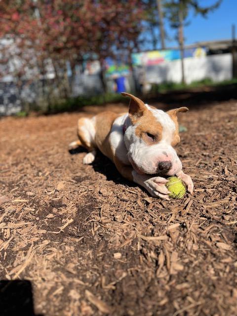 Piglu, an adoptable Shar-Pei in Eugene, OR, 97405 | Photo Image 3