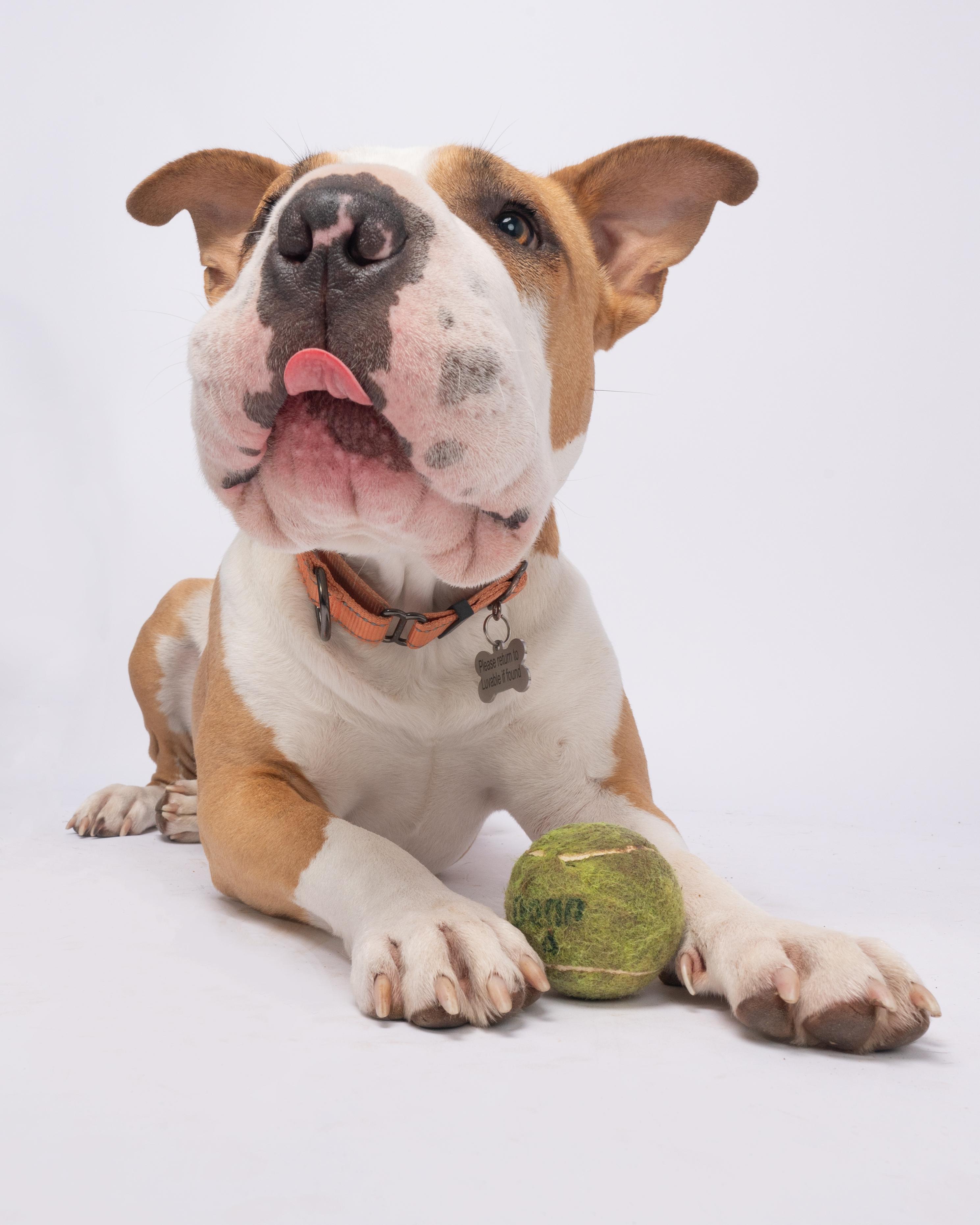 Piglu, an adoptable American Staffordshire Terrier, Shar-Pei in Eugene, OR, 97405 | Photo Image 2
