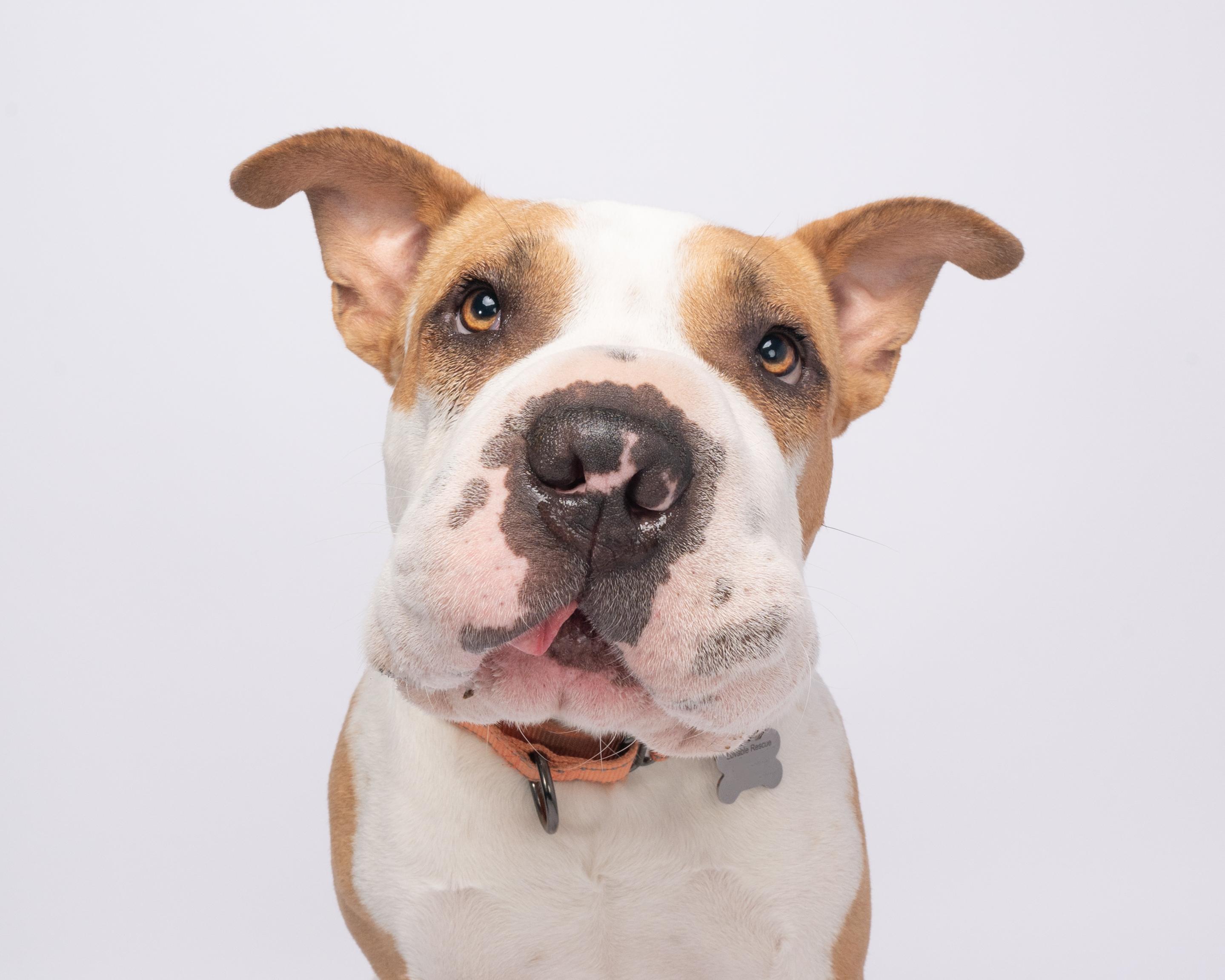 Piglu, an adoptable American Staffordshire Terrier, Shar-Pei in Eugene, OR, 97405 | Photo Image 5