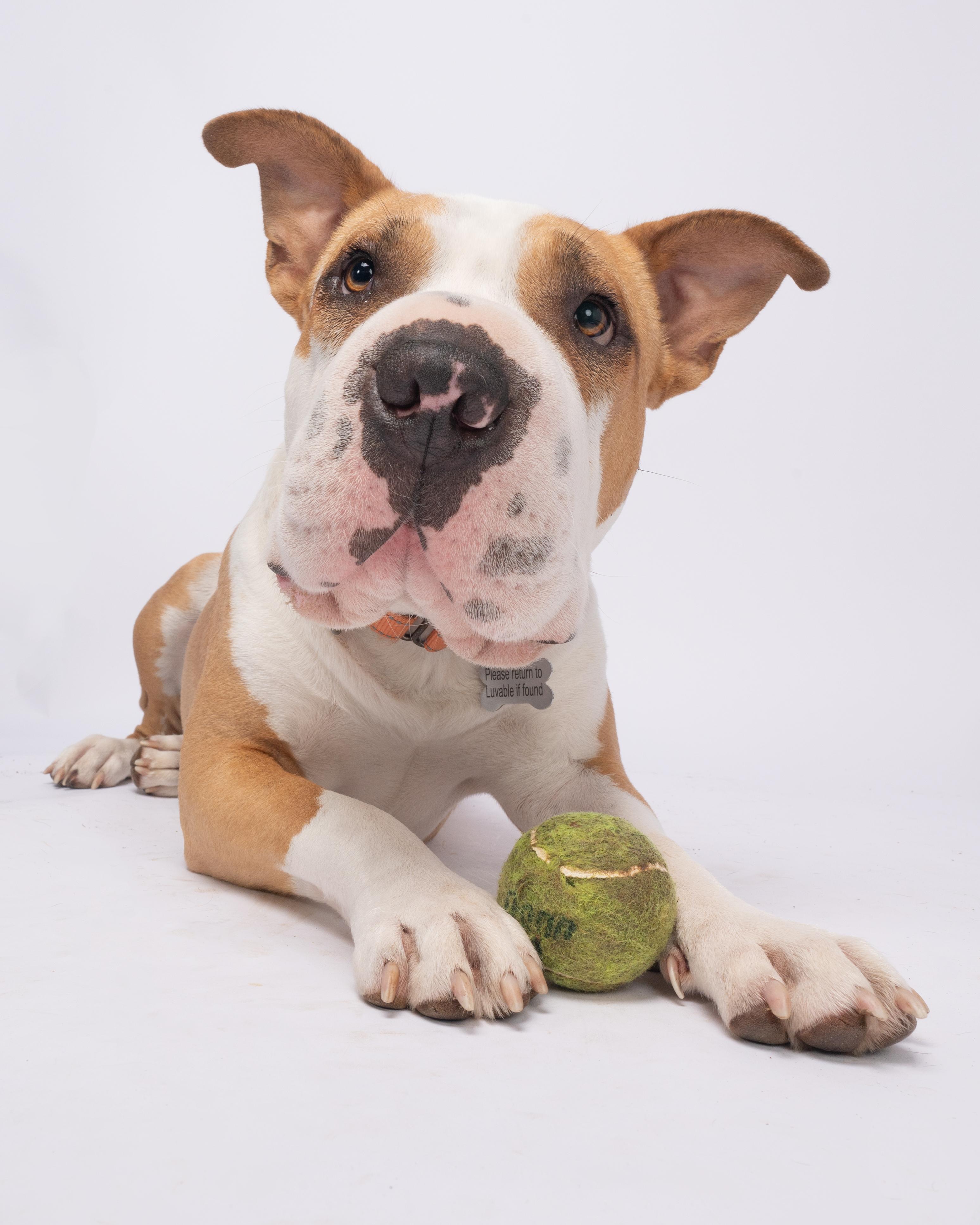 Piglu, an adoptable American Staffordshire Terrier, Shar-Pei in Eugene, OR, 97405 | Photo Image 1