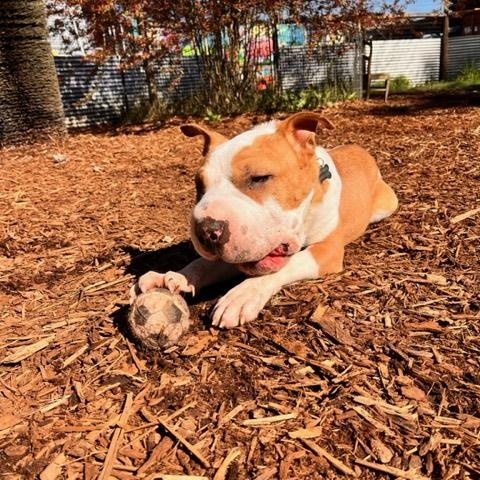 Piglu, an adoptable Shar-Pei in Eugene, OR, 97405 | Photo Image 2