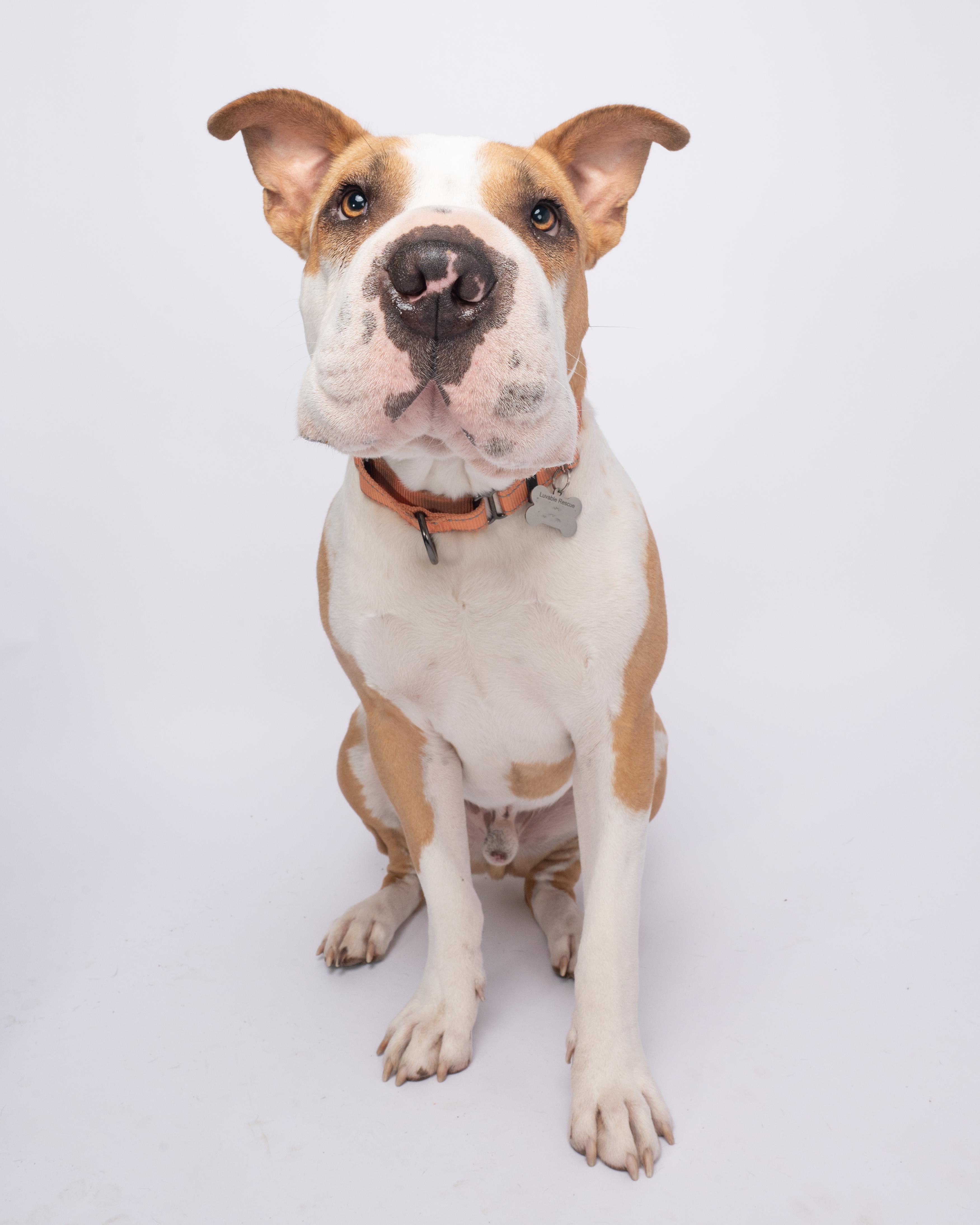 Piglu, an adoptable American Staffordshire Terrier, Shar-Pei in Eugene, OR, 97405 | Photo Image 4