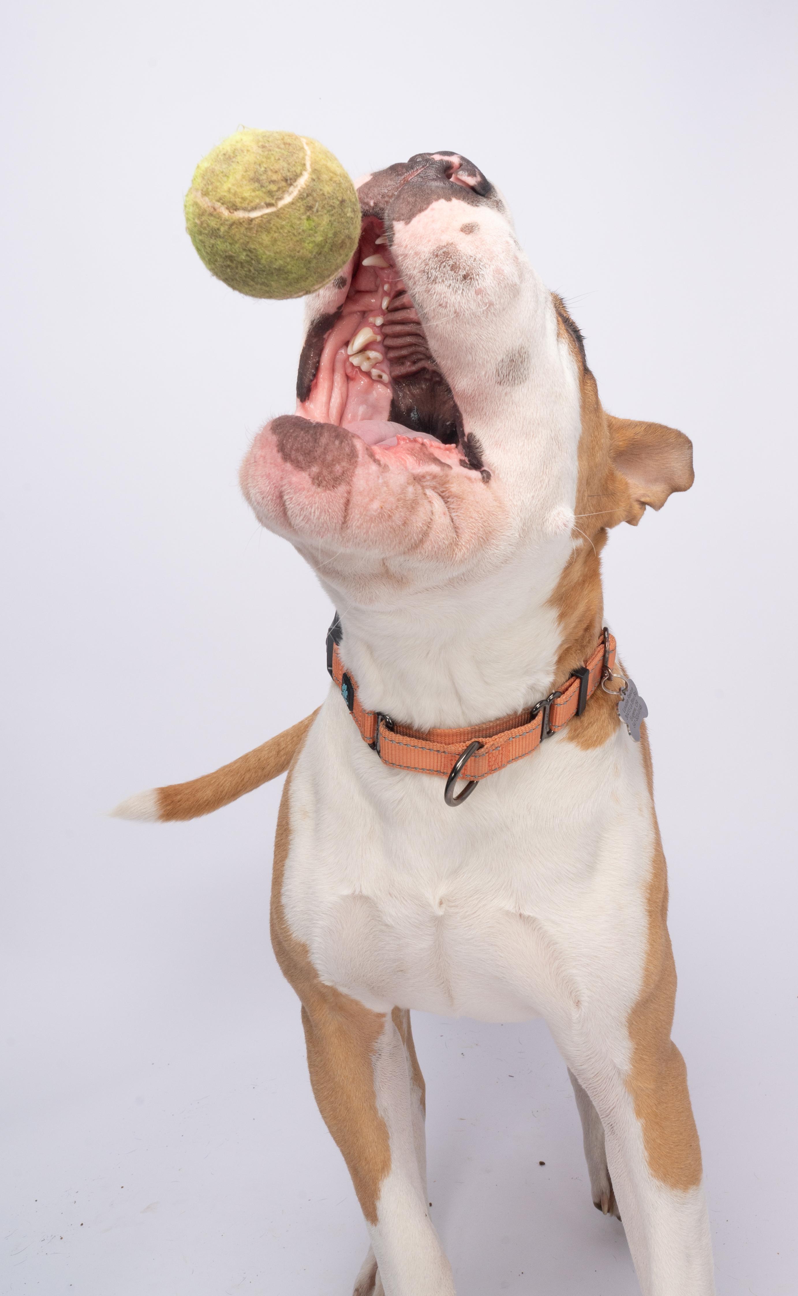 Piglu, an adoptable American Staffordshire Terrier, Shar-Pei in Eugene, OR, 97405 | Photo Image 3