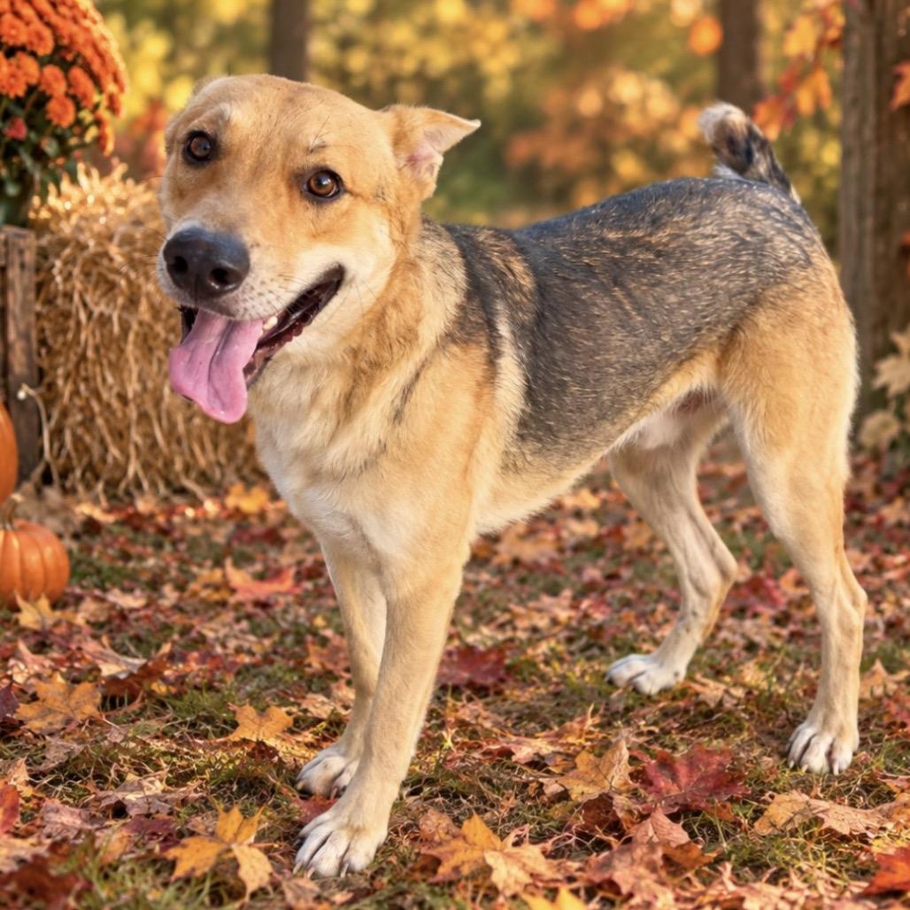 Cooley, Adoptable, Adult Male German Shepherd Dog.