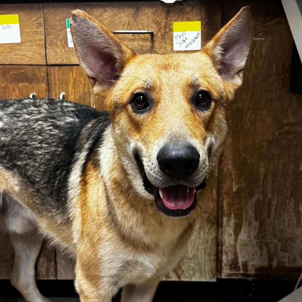 Enlarge Cooley, a Adoptable German Shepherd Dog in Hinesville, GA image 2/2