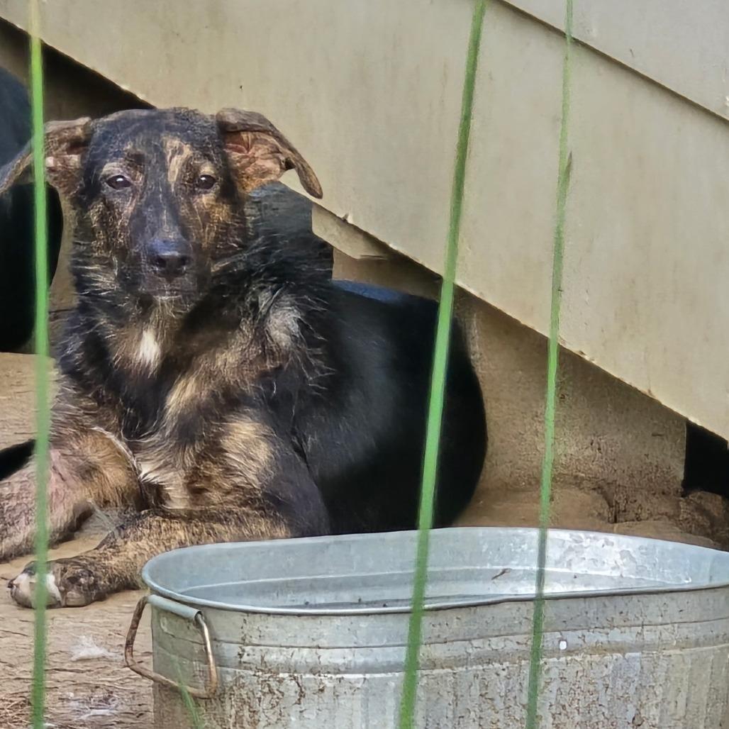 Enlarge Sleepy, a Adoptable mixed breed in Tupelo, MS image 1/3