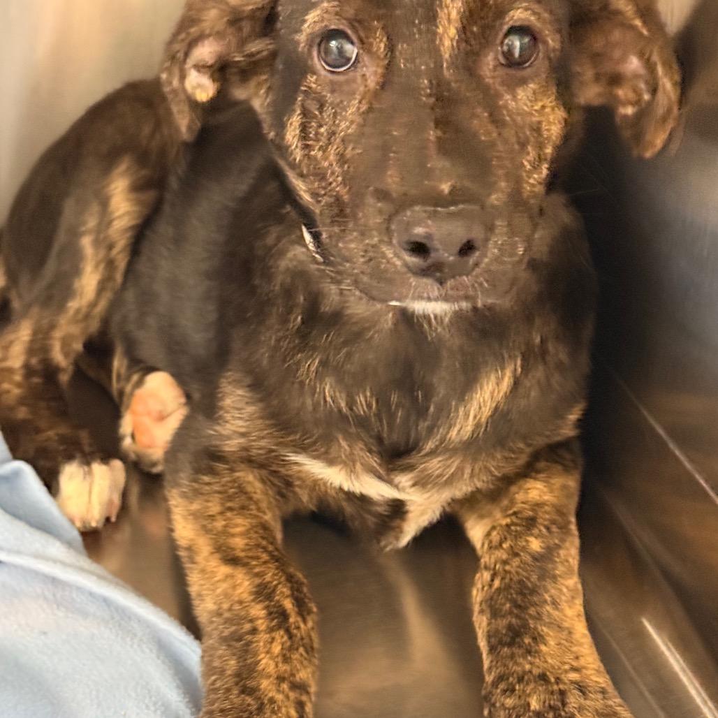Sleepy, Adoptable, Puppy Female German Shepherd Dog & Mixed Breed.