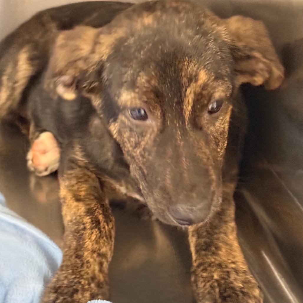 Sleepy, a Adoptable mixed breed in Tupelo, MS image 2/2