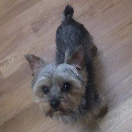 BUBBA, a ADOPTABLE Yorkshire Terrier in Trufant, MI image 4/4