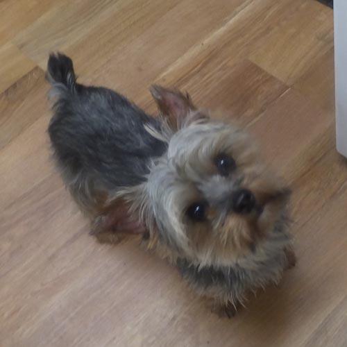 BUBBA, a ADOPTABLE Yorkshire Terrier in Trufant, MI image 3/4
