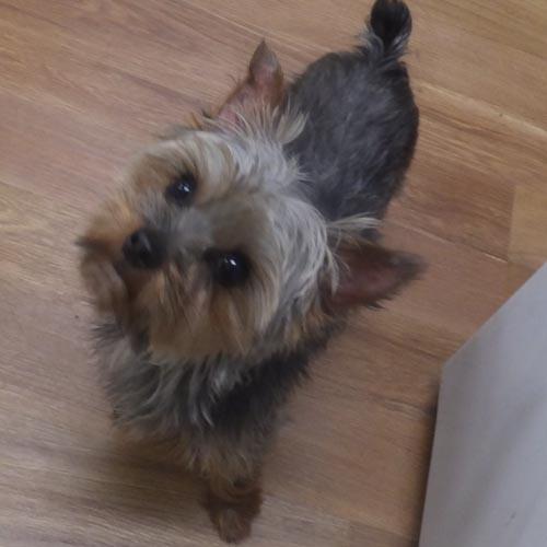 BUBBA, a ADOPTABLE Yorkshire Terrier in Trufant, MI image 2/4