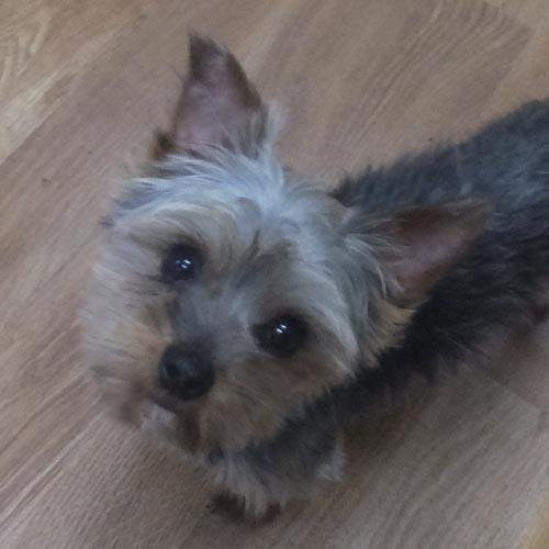BUBBA, ADOPTABLE, Young Male Yorkshire Terrier.