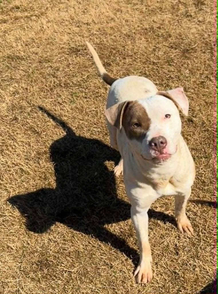 Enlarge Mimosa, a Adoptable Pit Bull Terrier in East Ridge, TN image 1/3