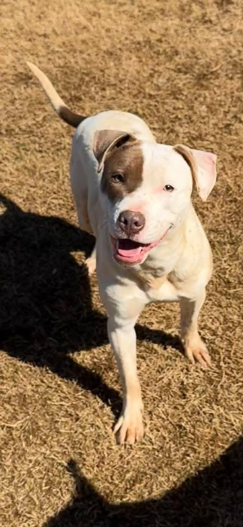 Enlarge Mimosa, a Adoptable Pit Bull Terrier in East Ridge, TN image 2/3