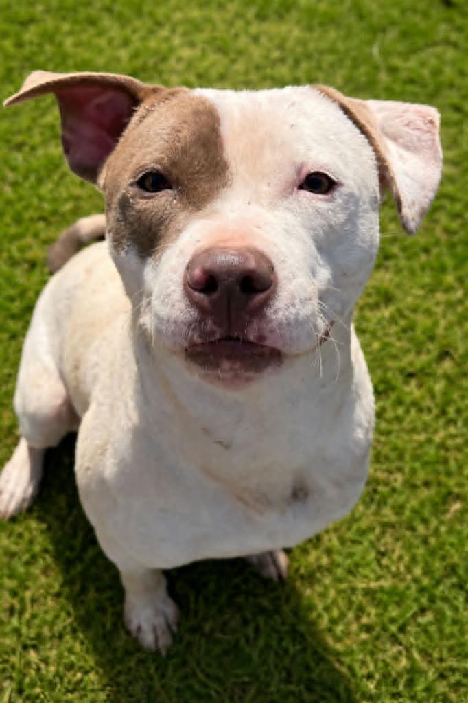 Enlarge Mimosa, a Adoptable Pit Bull Terrier in East Ridge, TN image 3/3