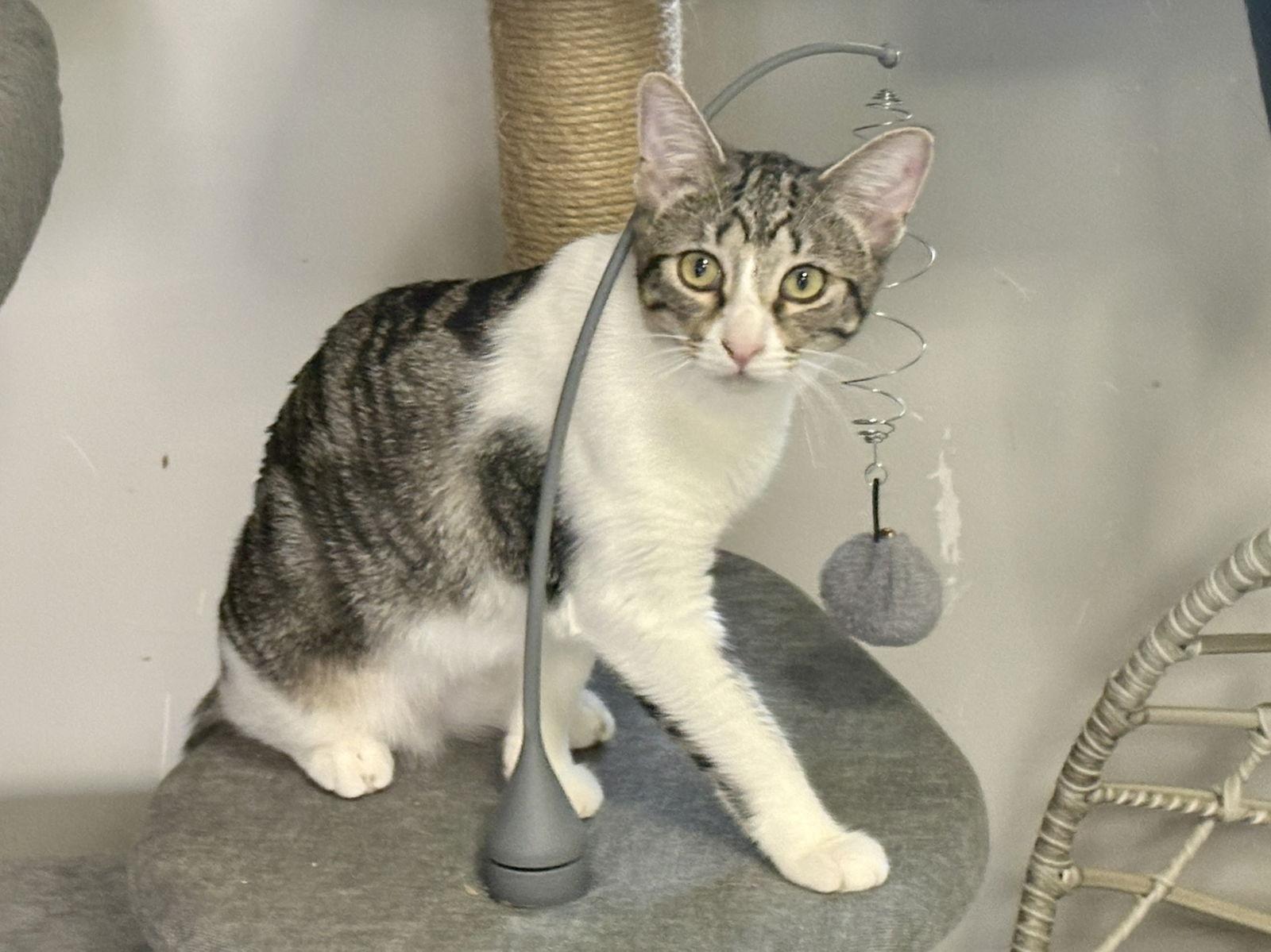 Bebe, Adoptable, Young Female Domestic Short Hair.