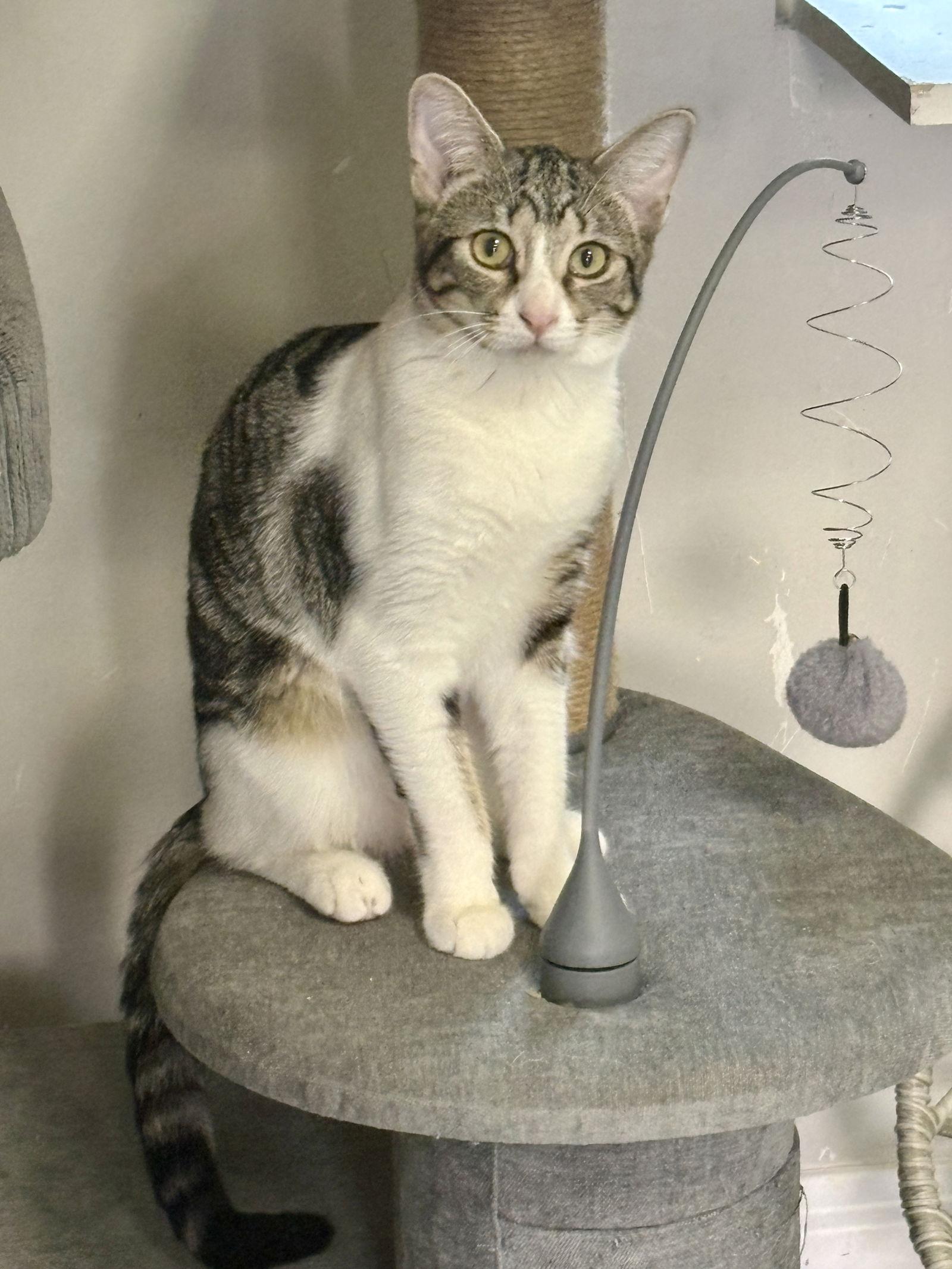 Enlarge Bebe, a Adoptable Domestic Short Hair in Phoenix, AZ image 2/3