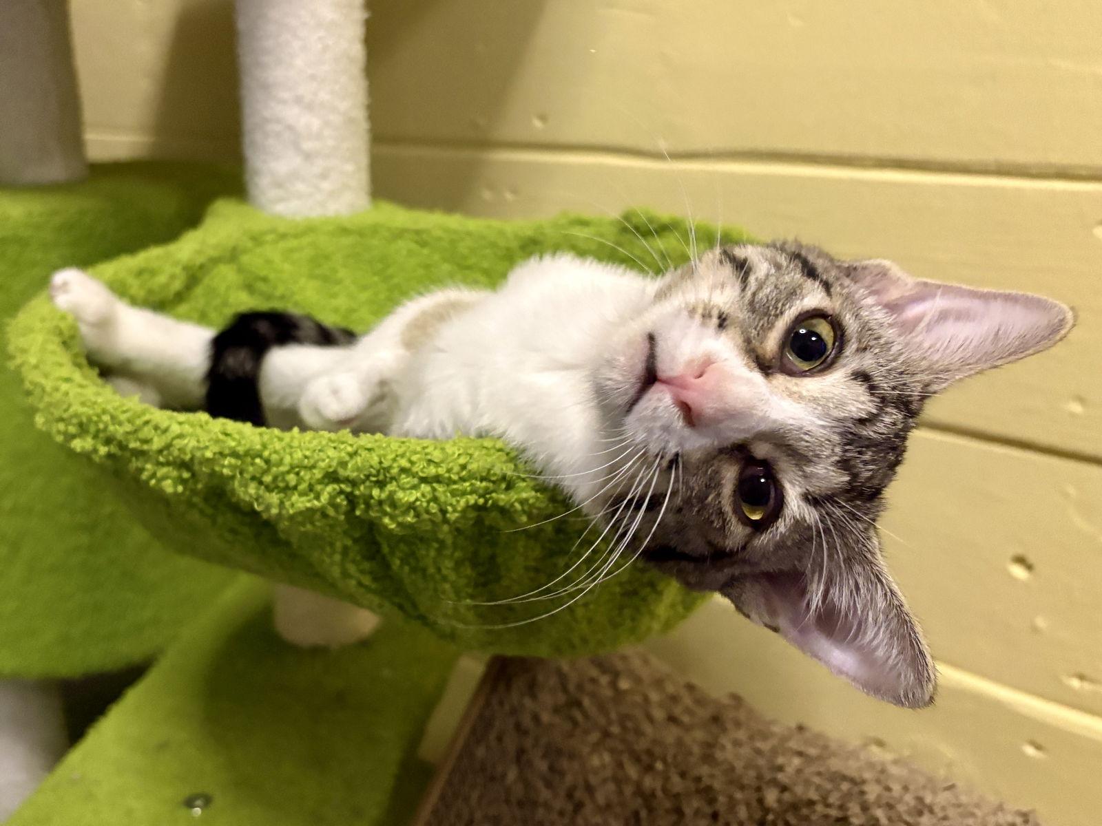 Enlarge Bebe, a Adoptable Domestic Short Hair in Phoenix, AZ image 3/3