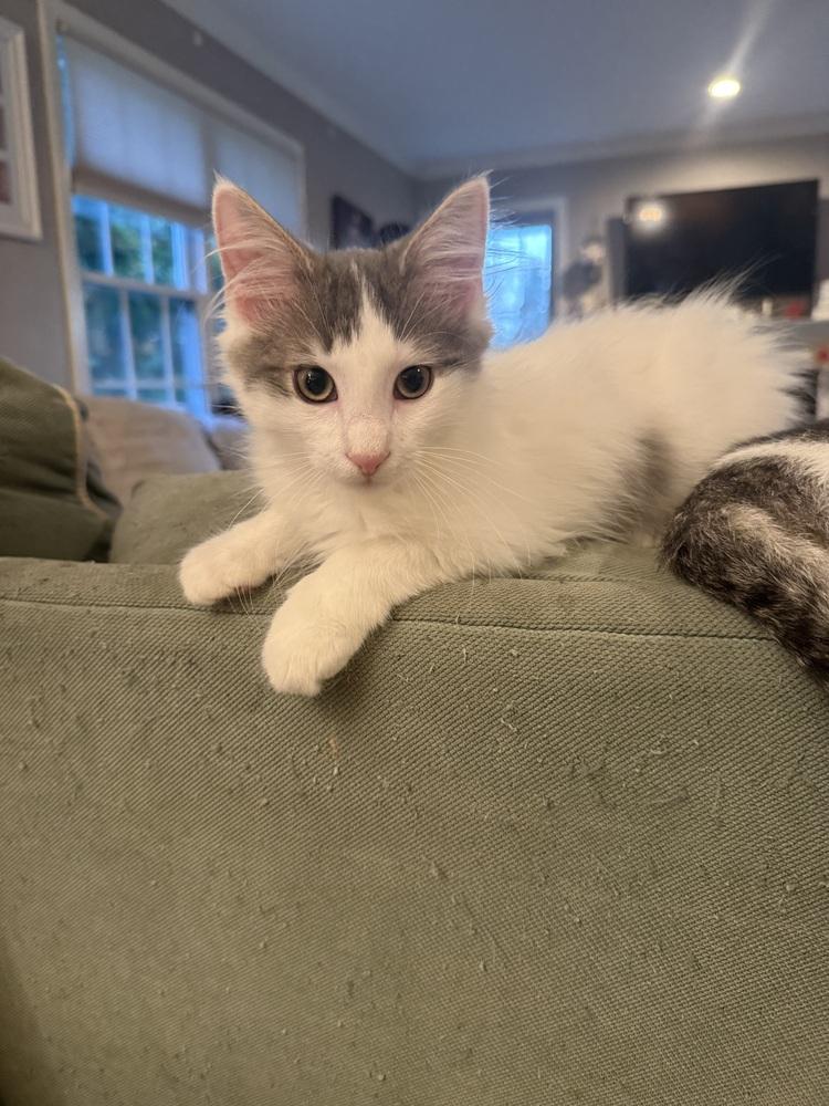 Jack (BONDED PAIR), Adoptable, Kitten Male Domestic Medium Hair.