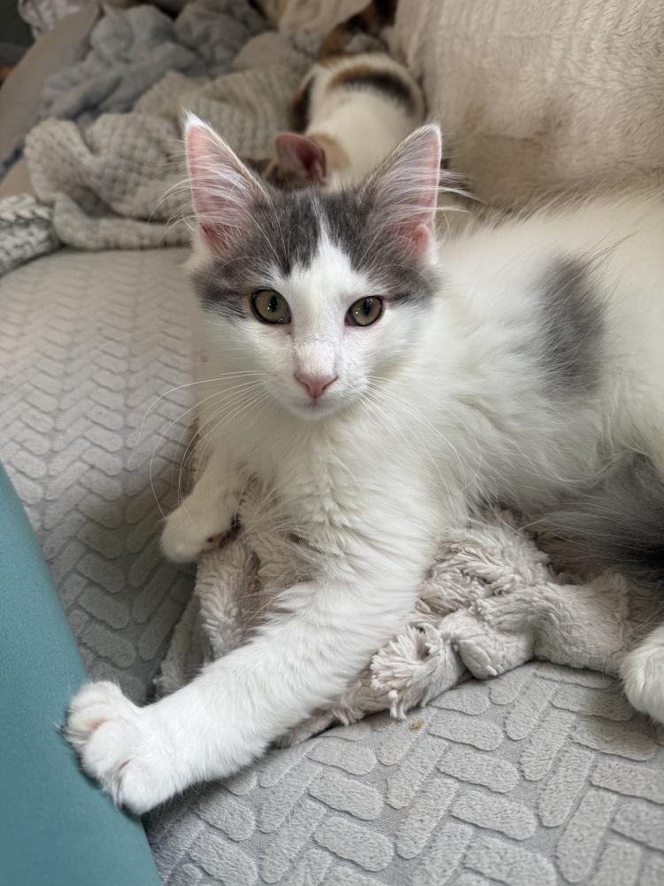 Enlarge Jack (BONDED PAIR), a Adoptable Domestic Medium Hair in Bolton, CT image 2/6