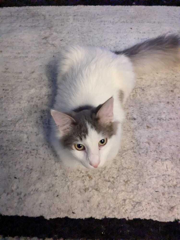 Enlarge Jack (BONDED PAIR), a Adoptable Domestic Medium Hair in Bolton, CT image 3/6