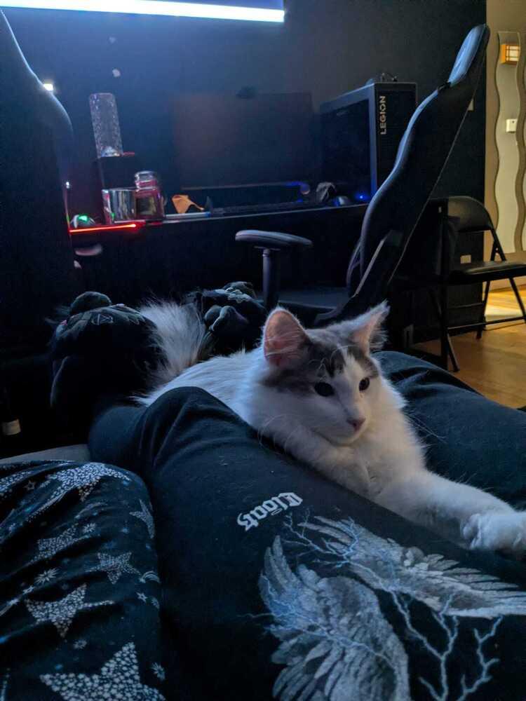 Enlarge Jack (BONDED PAIR), a Adoptable Domestic Medium Hair in Bolton, CT image 5/6