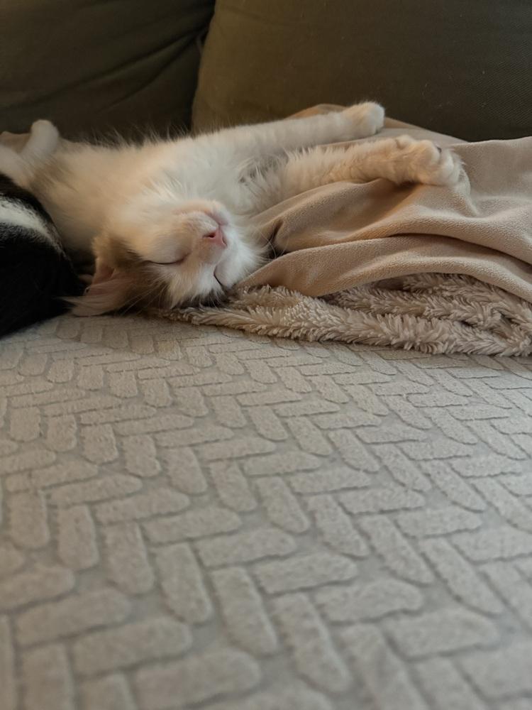 Enlarge Jack (BONDED PAIR), a Adoptable Domestic Medium Hair in Bolton, CT image 6/6