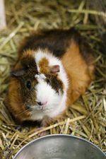 guinea pigs, a Adoptable Guinea Pig in Toledo, OH image 2/8