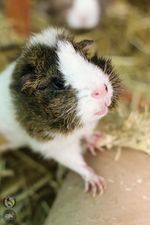 guinea pigs photo 3