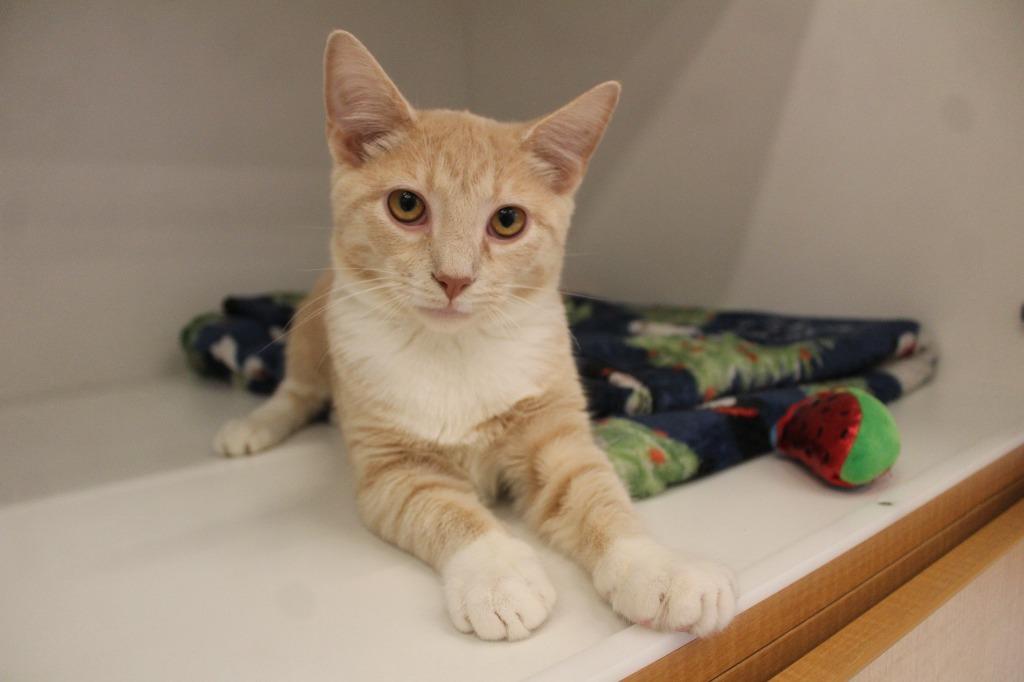 Nacho Blaze, an adopted Domestic Short Hair in Chestertown, MD image 3/3