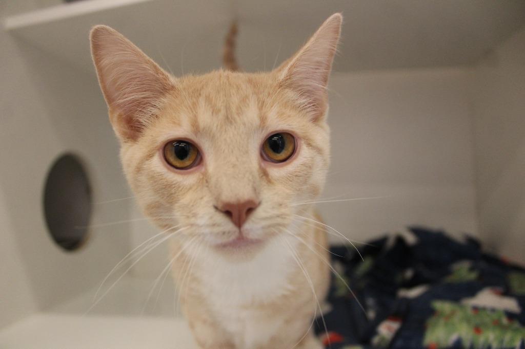 Nacho Blaze, an adopted Domestic Short Hair in Chestertown, MD image 2/3