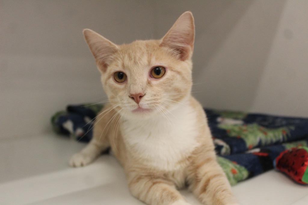 Nacho Blaze, an adopted Domestic Short Hair in Chestertown, MD image 1/3