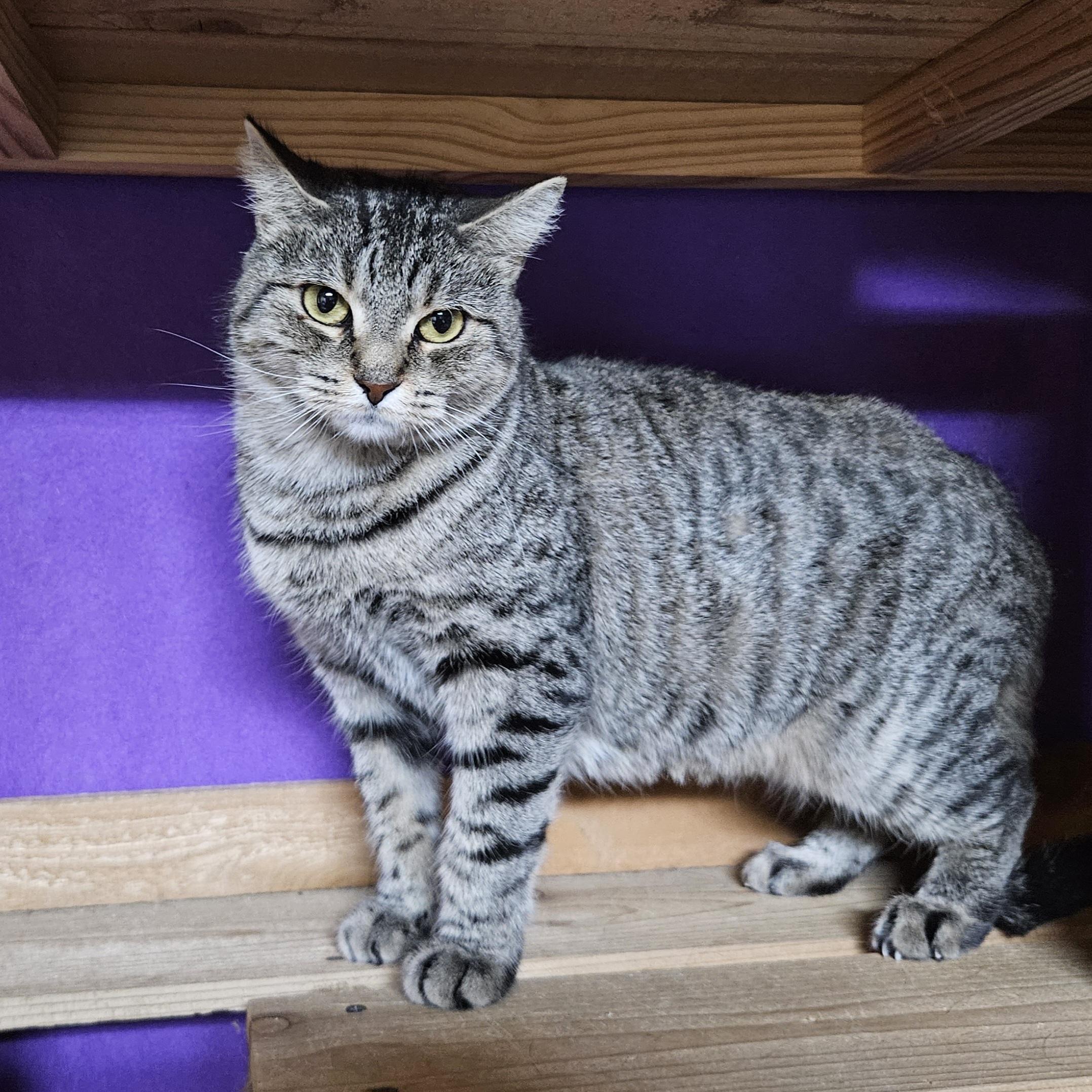 Jellybean (Fee Waived), Adopted, Adult Female Domestic Short Hair.