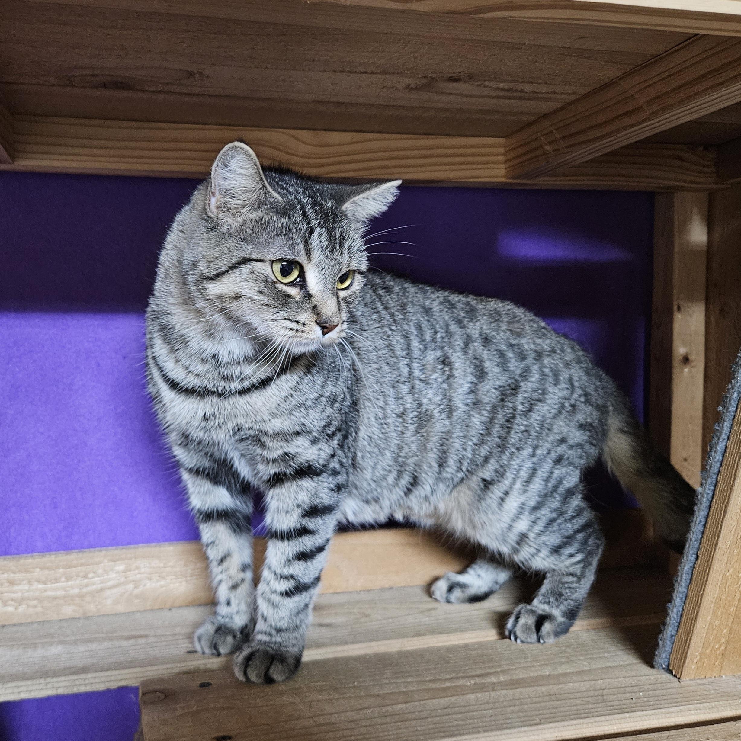 Enlarge Jellybean (Fee Waived), a Adopted Domestic Short Hair in Alvin, TX image 2/6