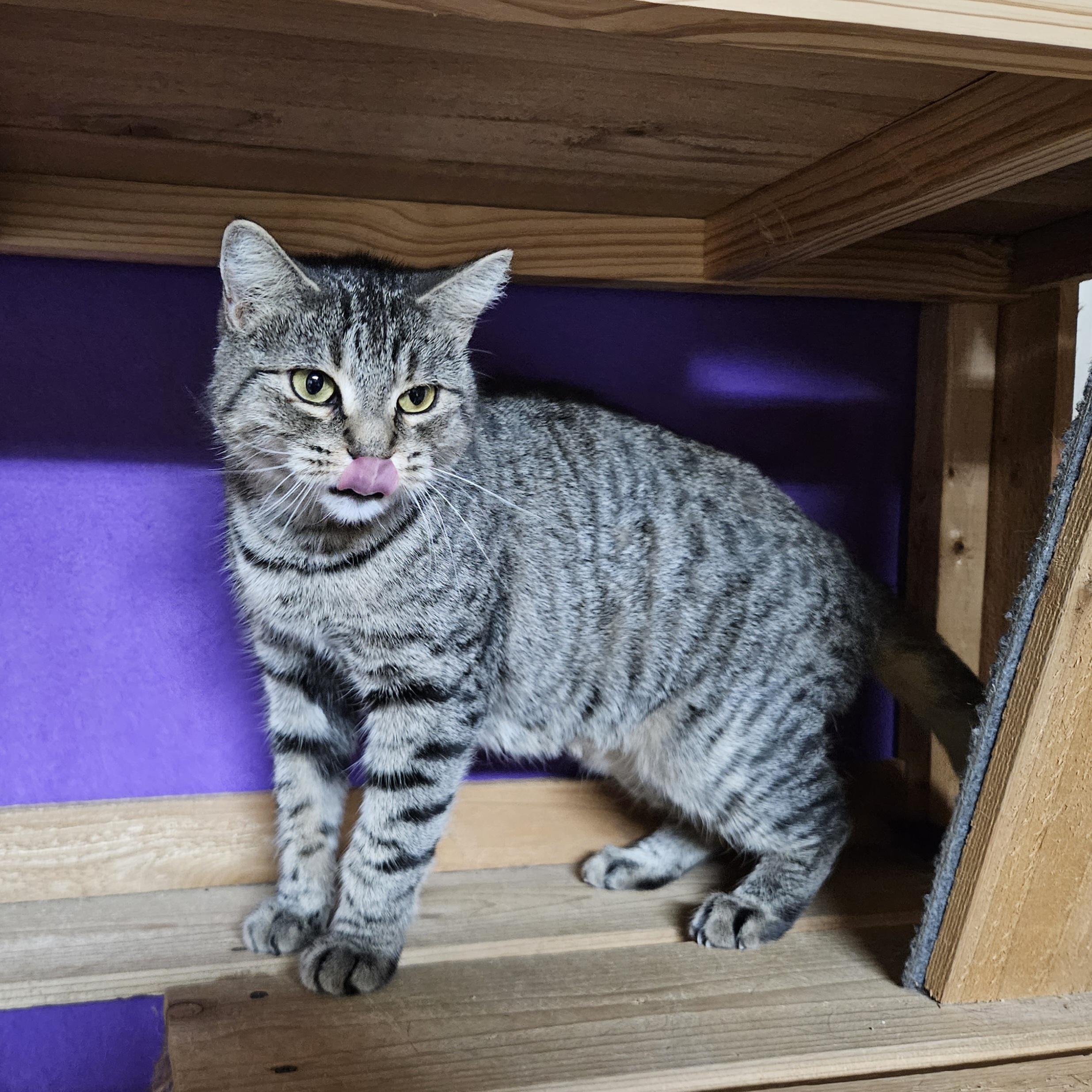 Enlarge Jellybean (Fee Waived), a Adopted Domestic Short Hair in Alvin, TX image 3/6