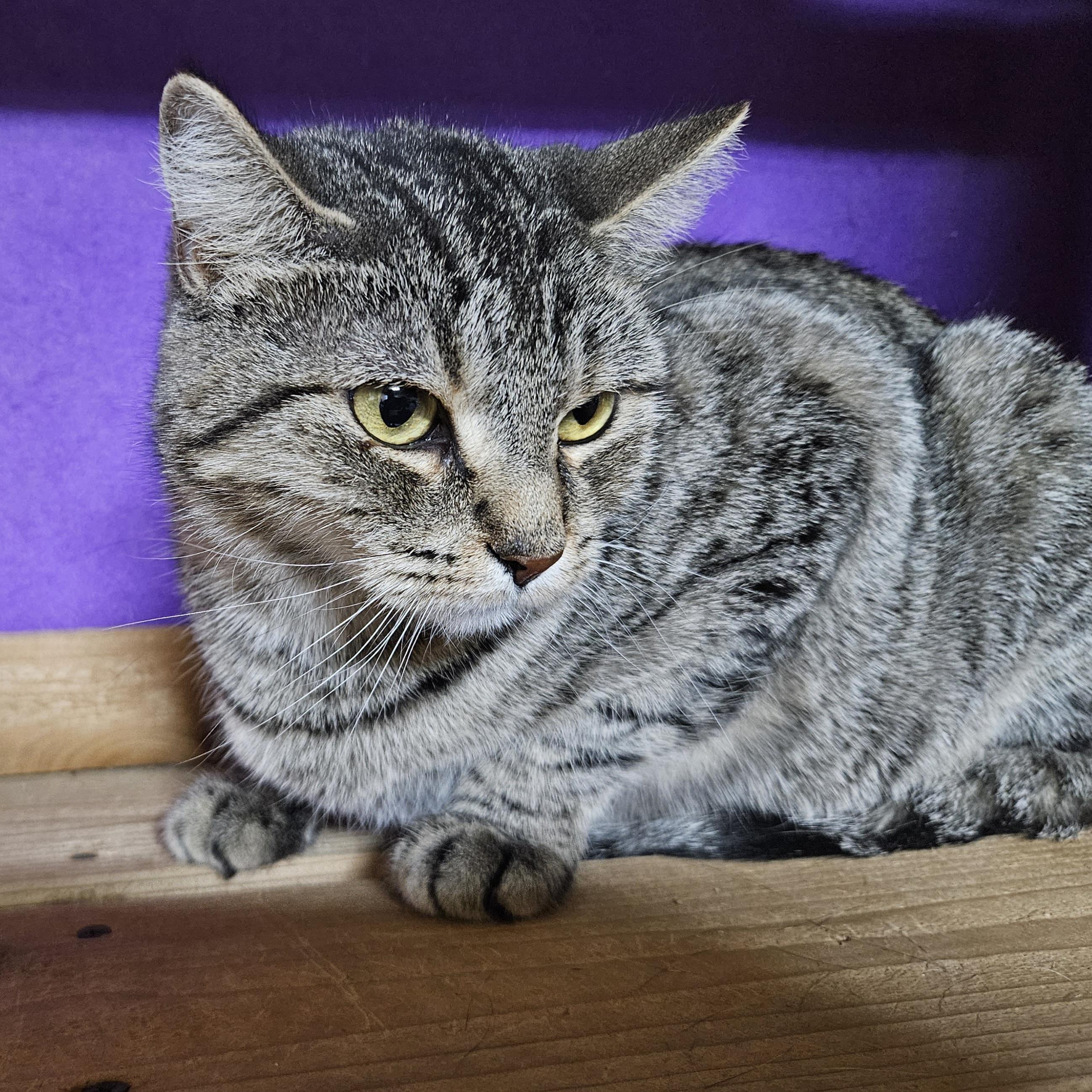 Enlarge Jellybean (Fee Waived), a Adopted Domestic Short Hair in Alvin, TX image 4/6