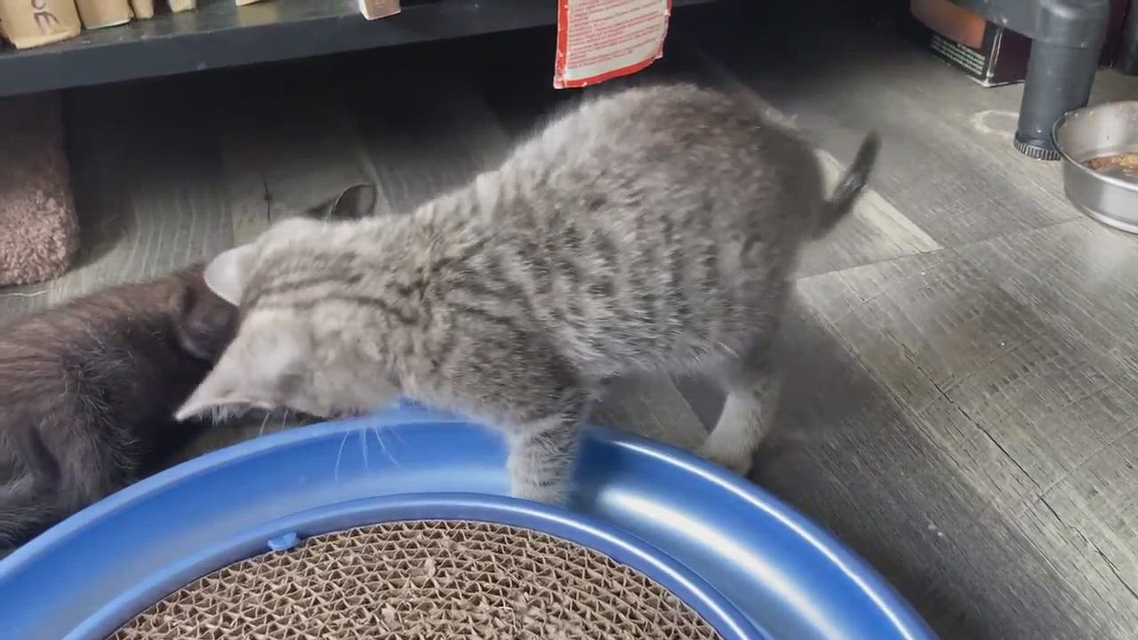 Enlarge Brioche , a Adopted American Shorthair in Tacoma, WA video 5/9