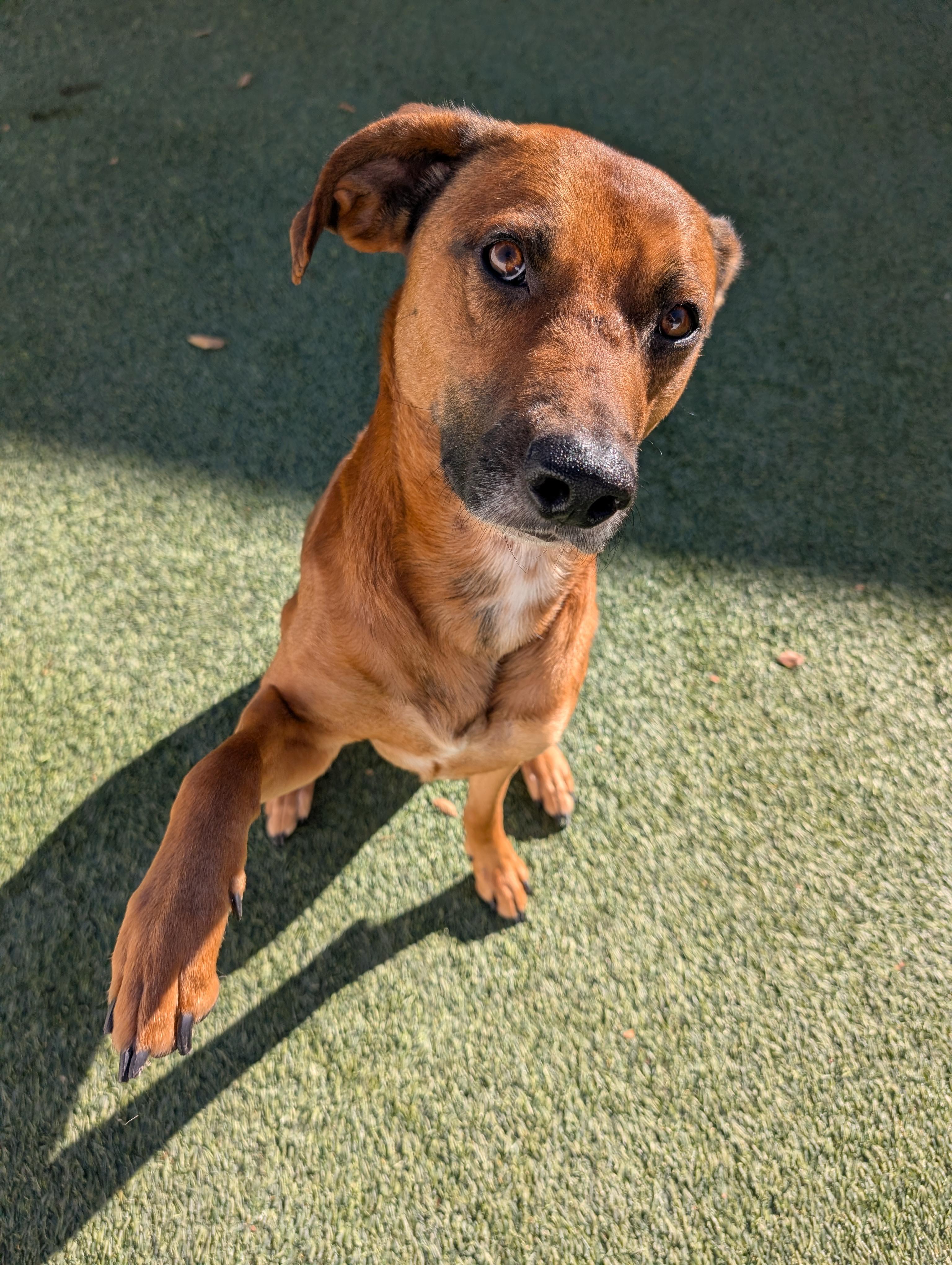 Enlarge Teak, a Adoptable mixed breed in Orem, UT image 1/6
