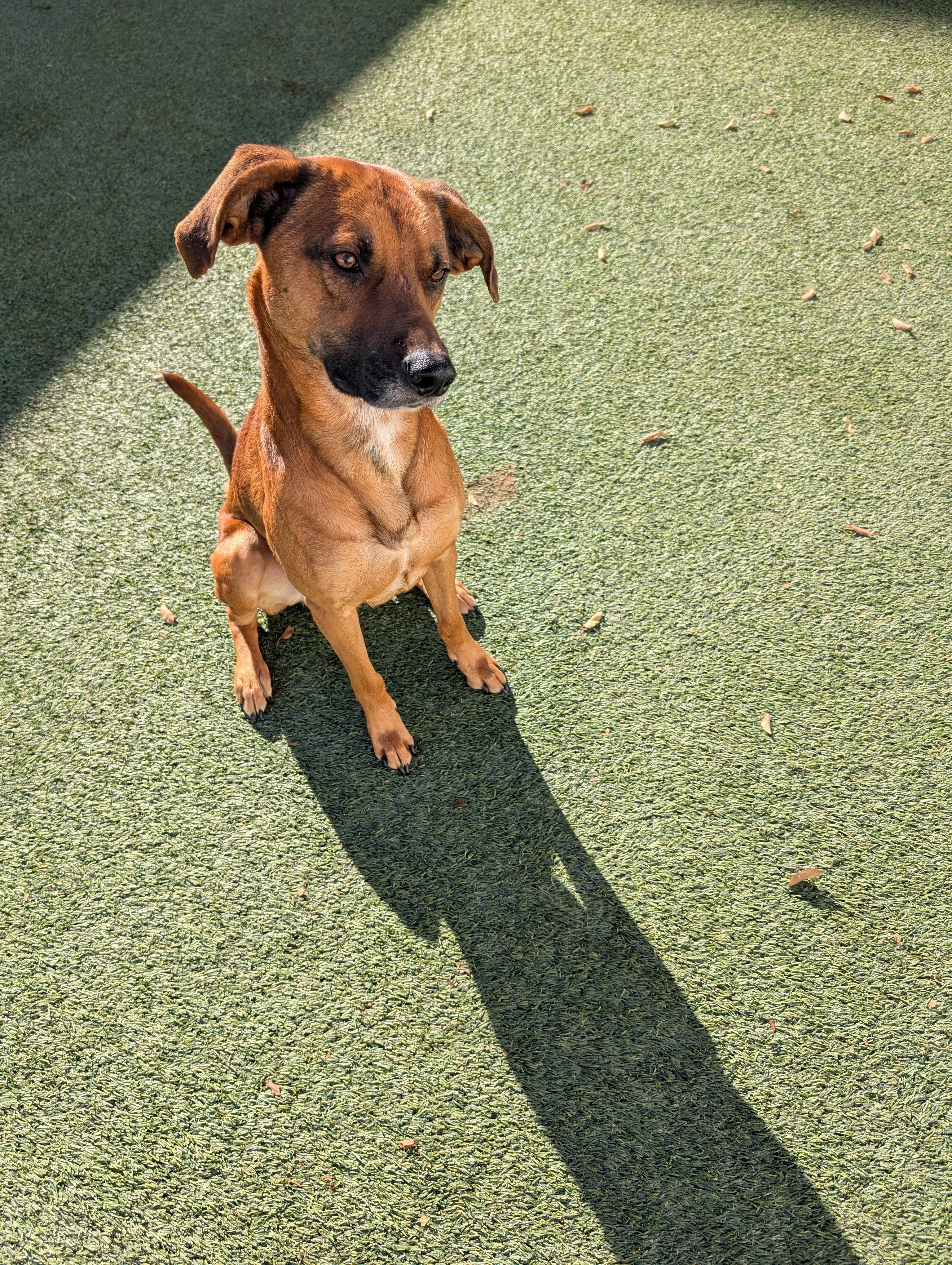 Enlarge Teak, a Adoptable mixed breed in Orem, UT image 2/6