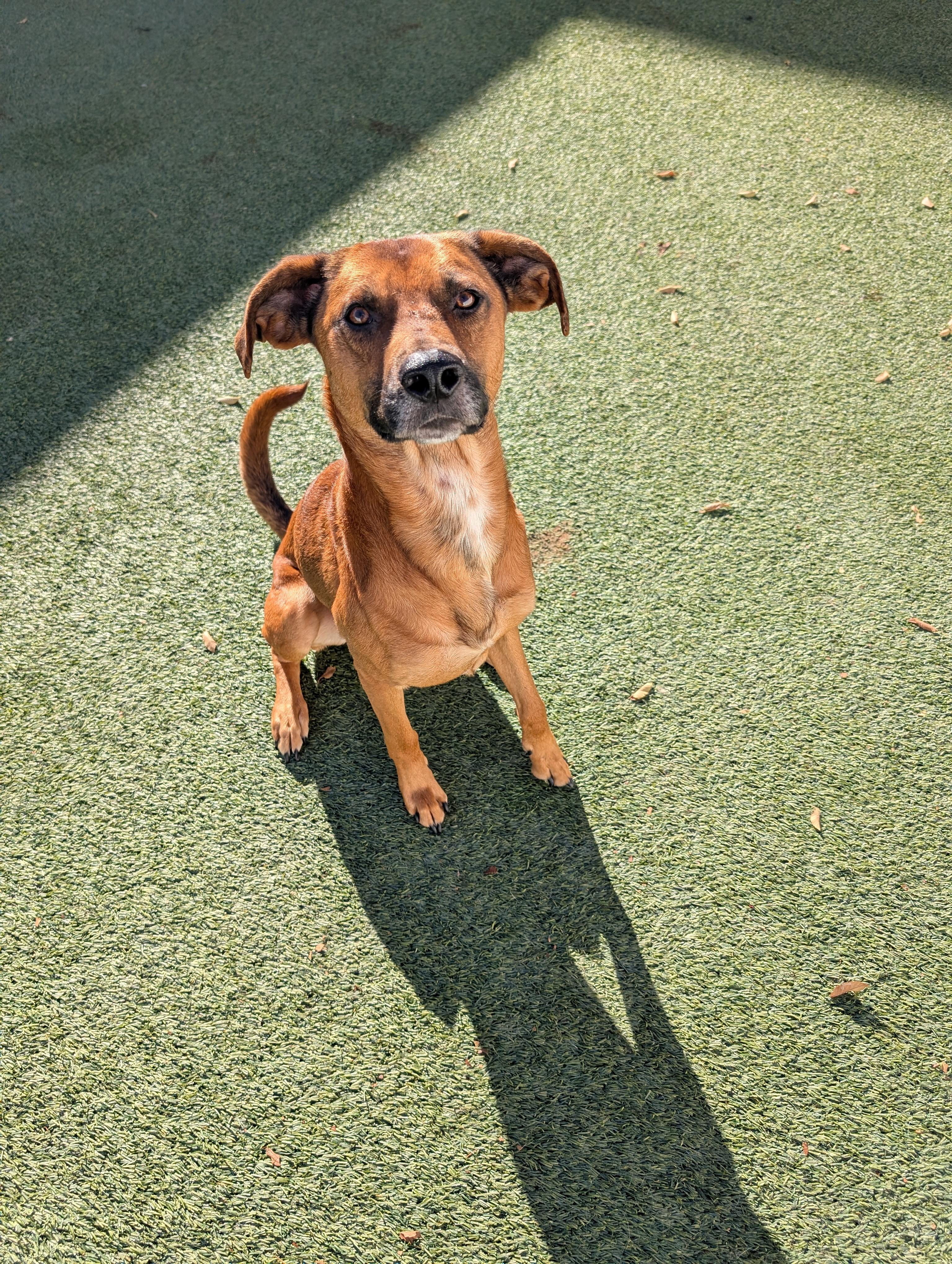 Enlarge Teak, a Adoptable mixed breed in Orem, UT image 6/6