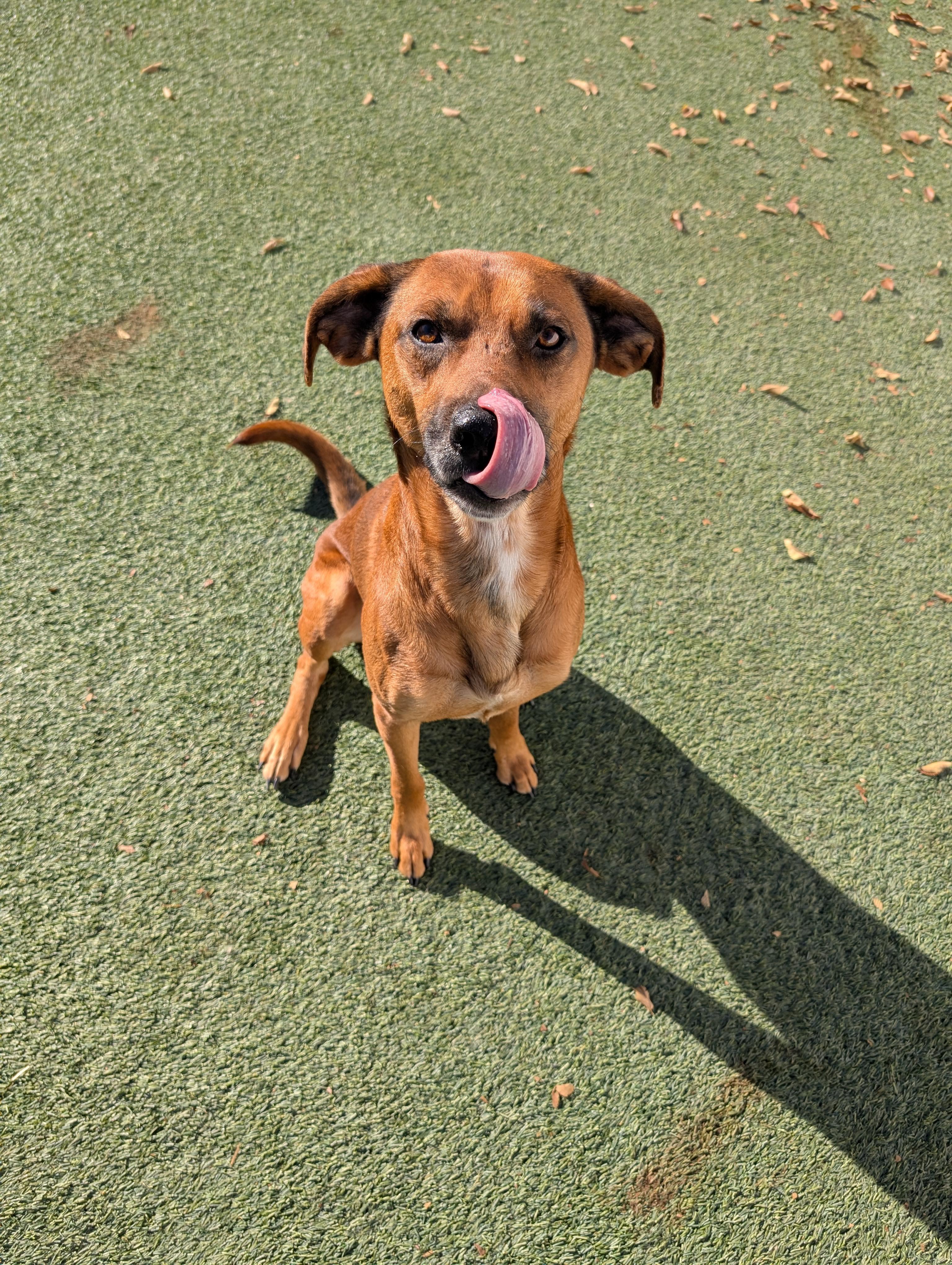 Enlarge Teak, a Adoptable mixed breed in Orem, UT image 5/6