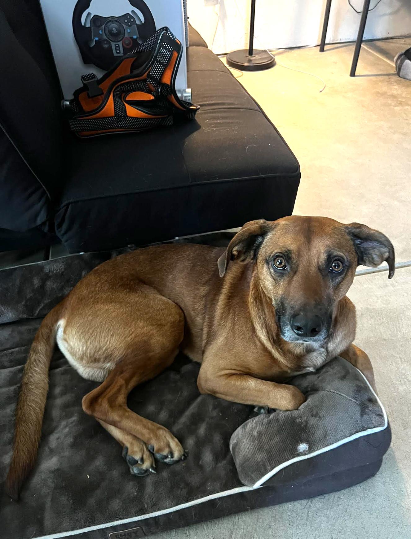 Enlarge Teak, a Adoptable mixed breed in Orem, UT image 3/6